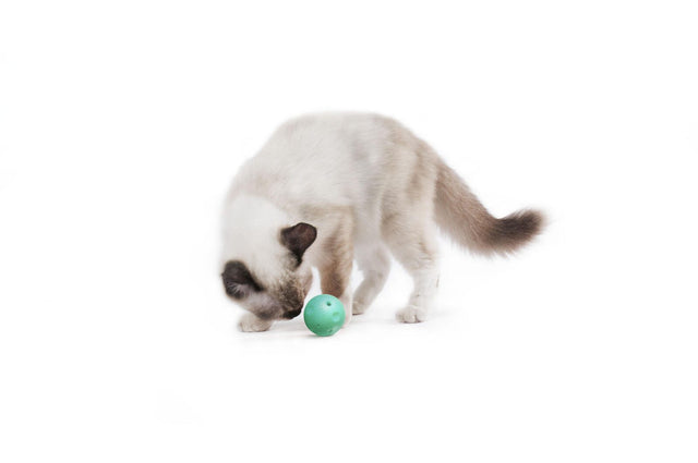 PETKIT FUN 4-in-1 Kratzspielzeug für Katzen mit Kratzpappe, Ballbahn, Glockenball und Katzenminze-Ball - petkit-6931580101303-08.jpg